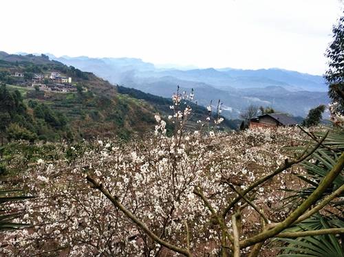 (通讯员黄志卫 刘晶晶)近日,重庆市万盛经开区万东镇五和村樱桃园里