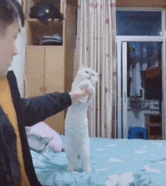 液体猫到底可以拉多长?网友:怕是吃了路飞的橡胶果实