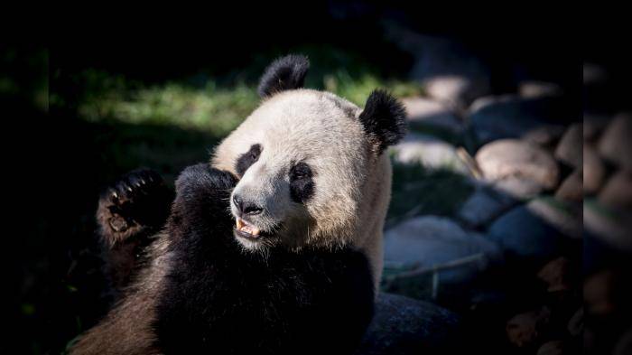 9种"熊"科动物,还有可爱的国宝熊猫.熊是孤独的个体