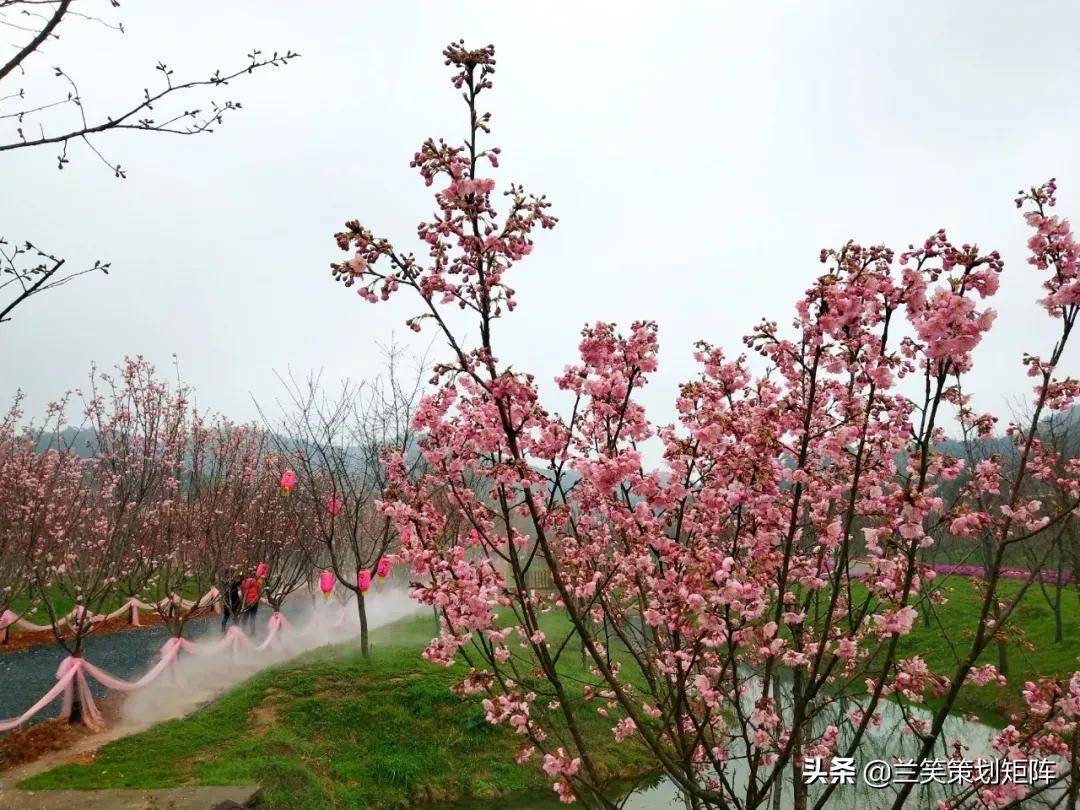 樱花时节等你来2021常德首届樱花节诗意飘舞