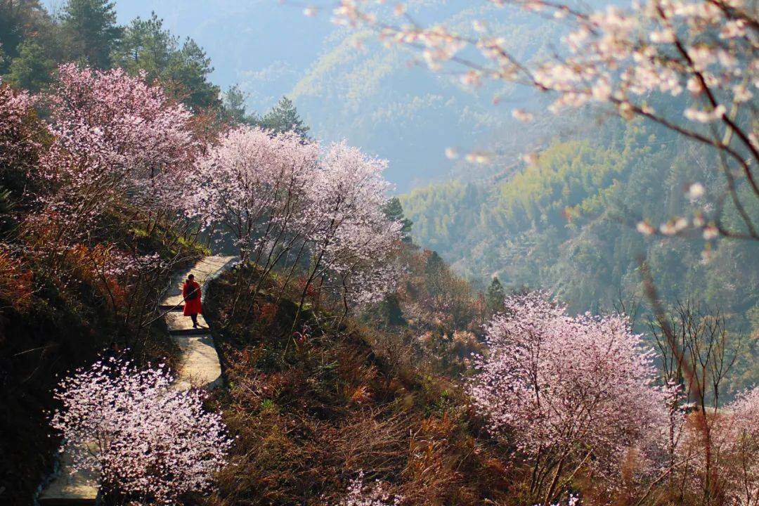 藏不住了磐安第一波樱花美出圈