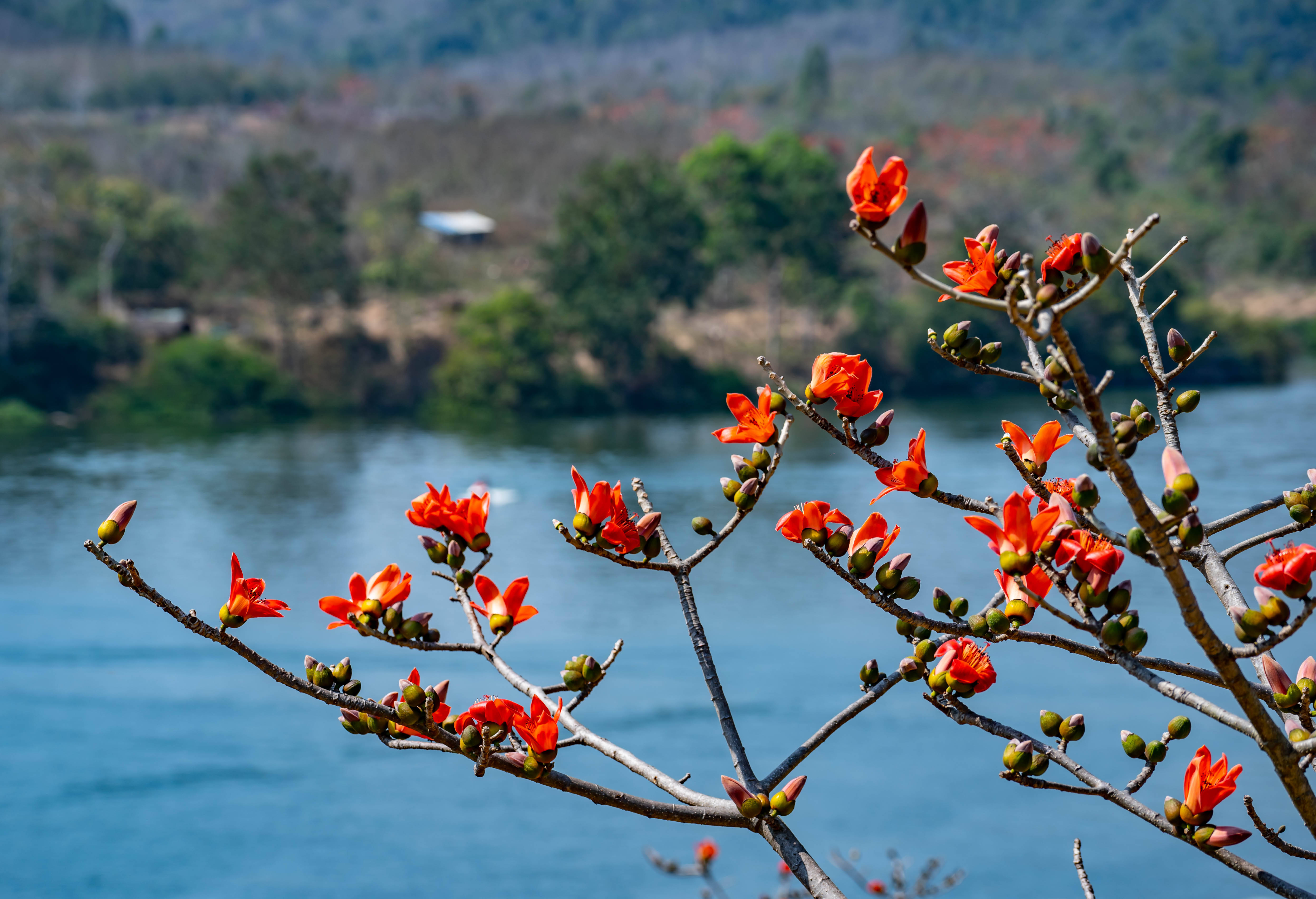 沿x705公路——七岔镇——霸王岭方向,途径昌化江畔木棉花观景台,宝山