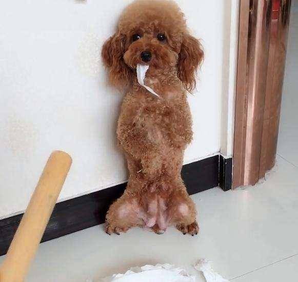 原创主人再生气这5个方法惩罚泰迪犬会伤害到它而且越来越恨你