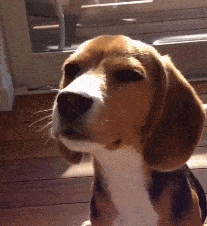 宠爱国际猫科专家『刘思屯』十大临床病例,扎实医术守护毛孩生命的