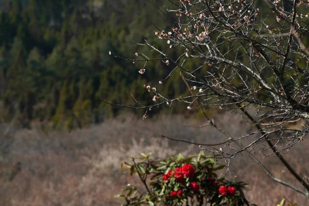 走进花海,花香沁鼻,鸟雀啁啾,蜂围蝶阵,春意在花枝间闹得正欢.