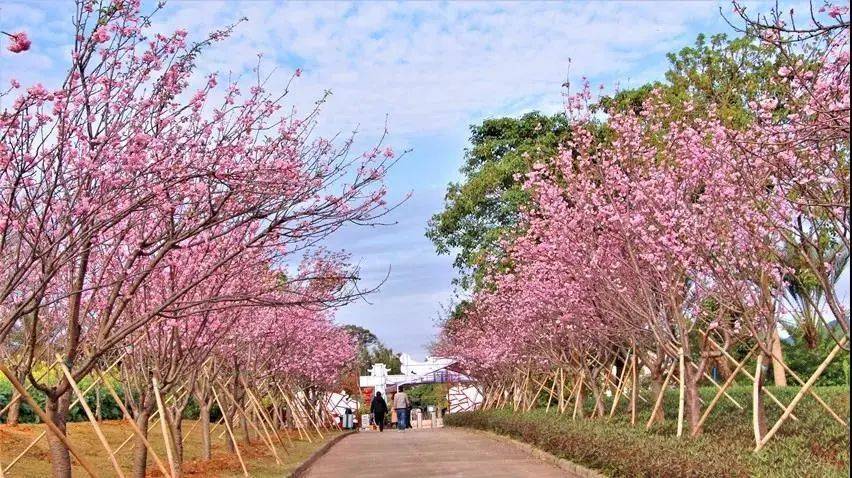 河源连平十里桃花盛开从化天适樱花园浪漫樱花雨打卡网红浪漫胜地