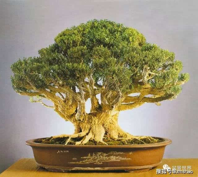 最美的黄杨盆景