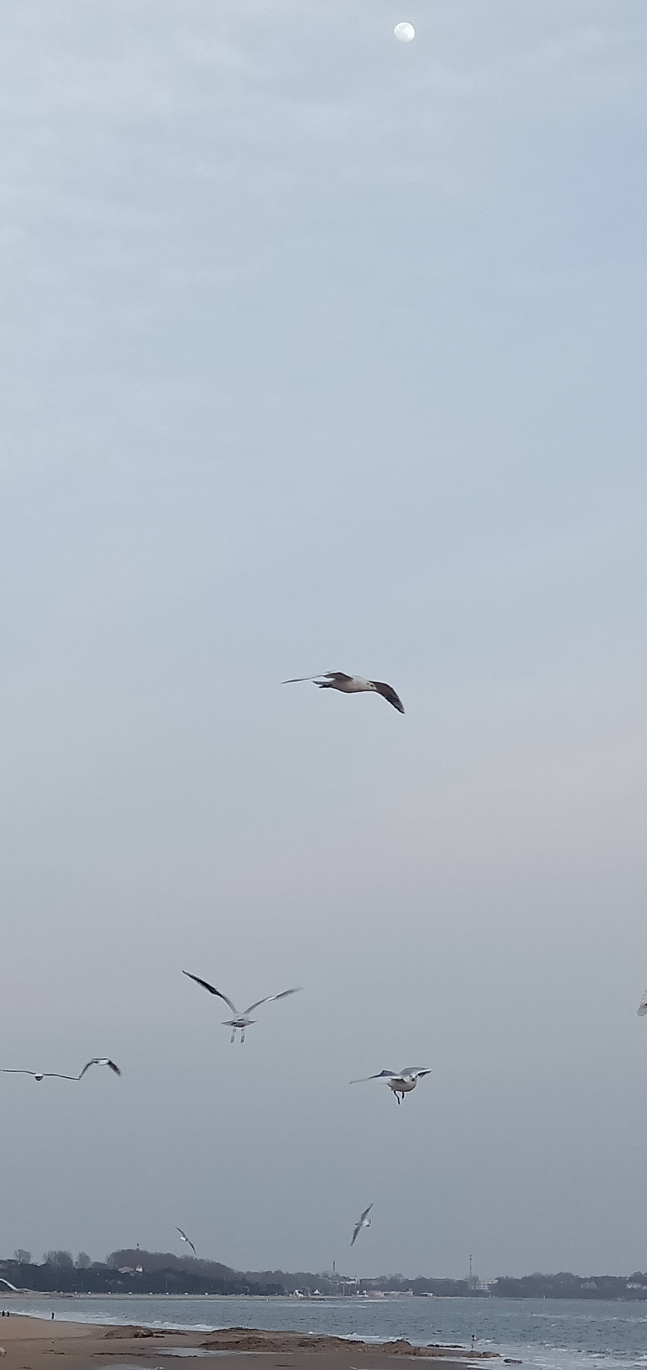 北戴河海边海鸥满天飞舞
