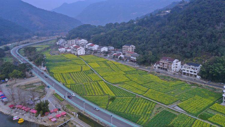 温州瓯海泽雅李降祥油菜花开,已是一片金色的海洋!_泽雅镇