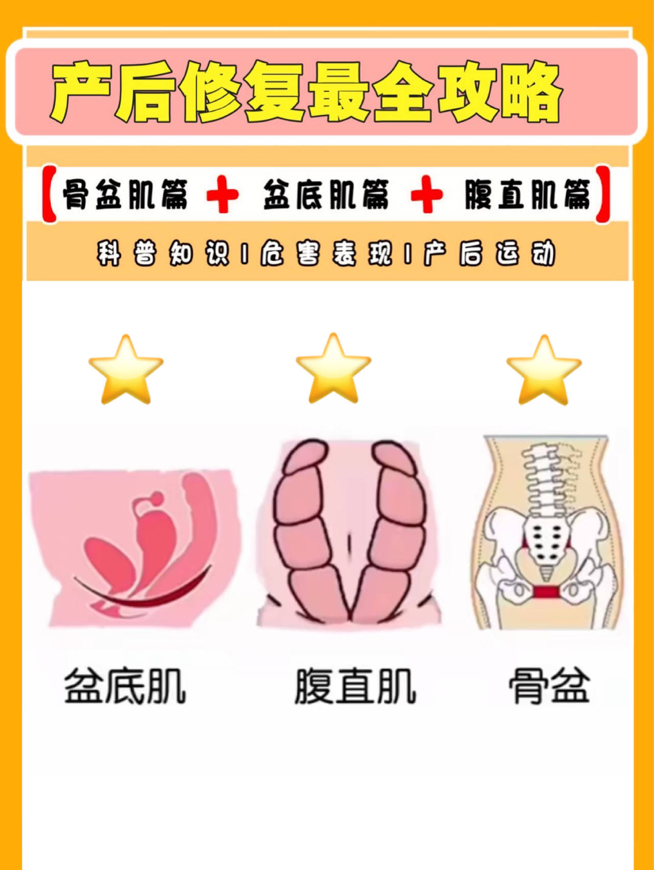 骨盆肌盆底肌腹直肌三大产后修复全解析