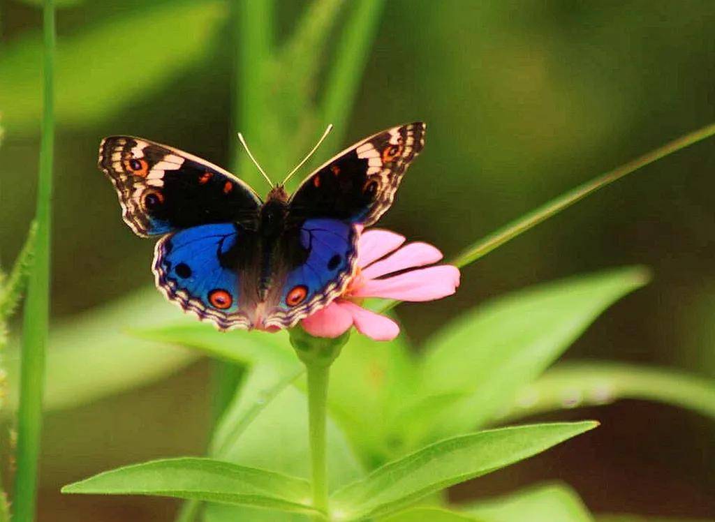 《蝶恋花》之五