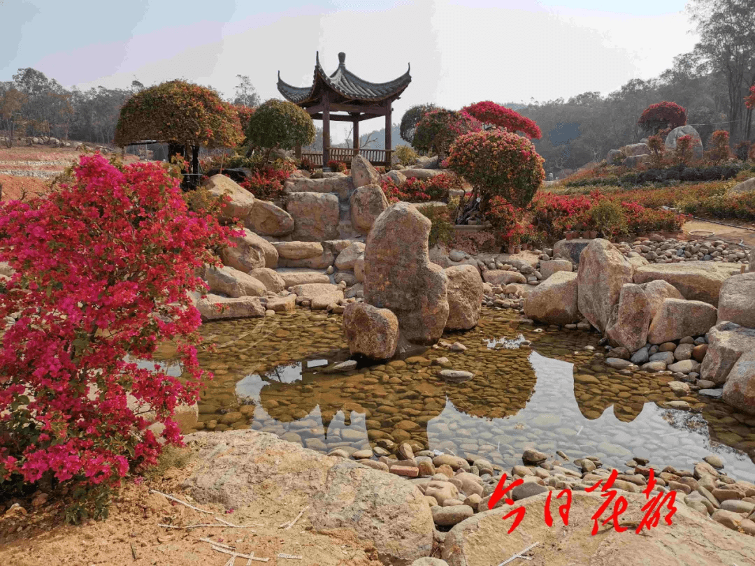 以观花植物种苗研发及新品种引育繁育等 为主题的马岭观花植物园 将