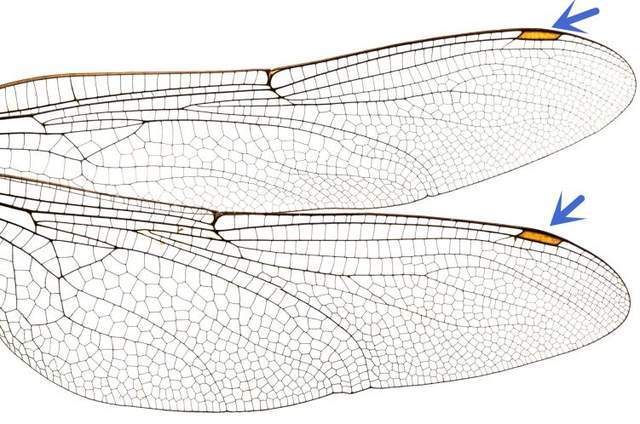 原创蜻蜓飞行界的王者科学家研究多年仍未完全搞清楚蜻蜓的秘密