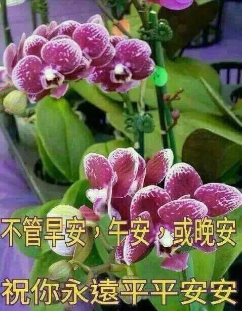 清晨很浪漫的早上好表情包祝福语句子,幸福的清晨早上