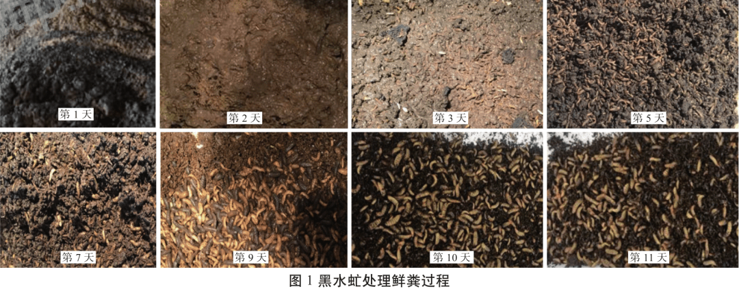 研究黑水虻处理规模化猪场粪便效果及工艺研究