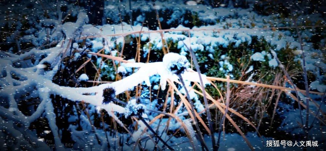 禹城:一场雪醉了一座城