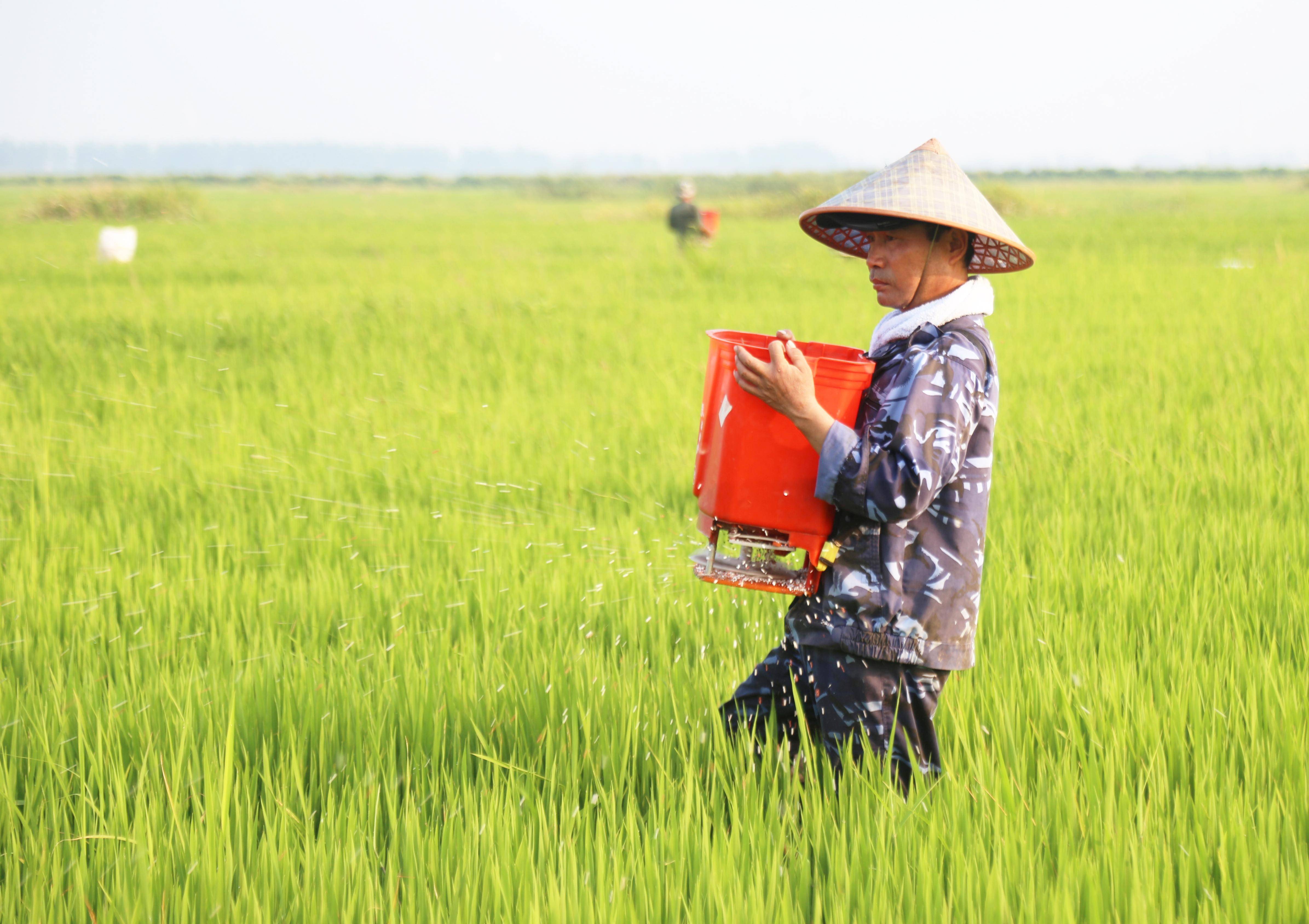 你知道水稻怎么施肥吗赶紧收藏水稻施肥管理技术方案来了
