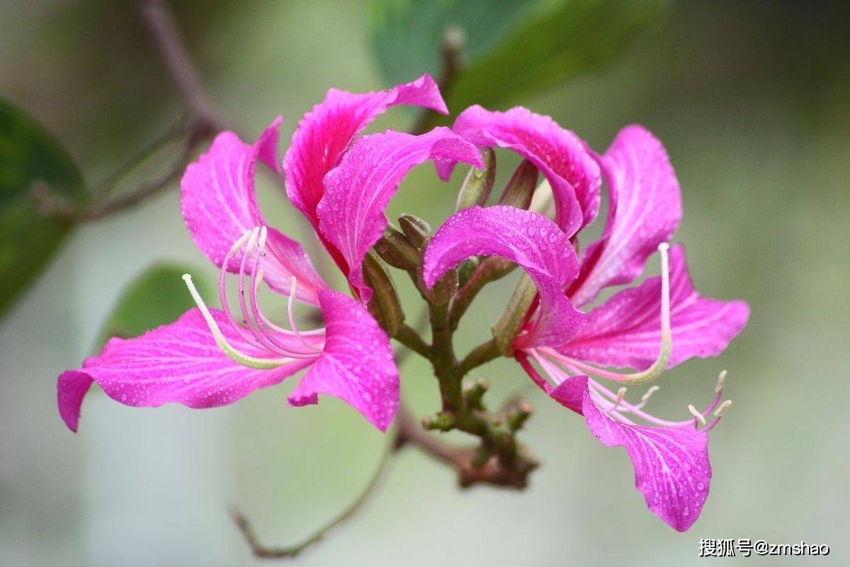 香港市花紫荆花续