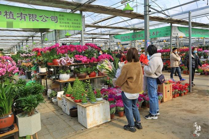 原创石家庄有一处花卉市场,被誉为"小植物园",充满了春天的气息