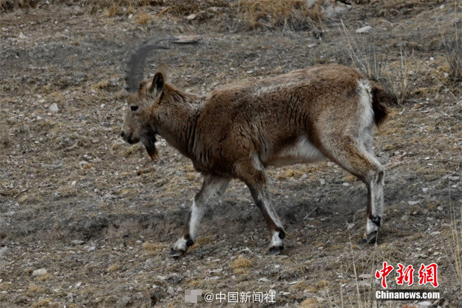 北山羊,是国家二级保护野生动物,栖息于高原裸岩和山腰碎石嶙峋地带.