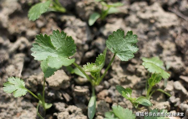 香菜常见的病害及防治方法有哪些香菜根腐病死苗怎么办香菜抗重茬用