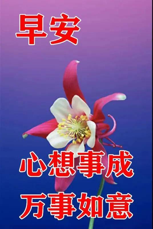 原创8张创意唯美早上好图片, 好看的朋友圈早安问候祝福图片鲜花带字