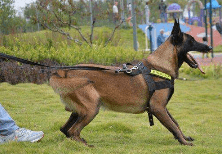 养马犬的6大好处,请给我一个不养的理由