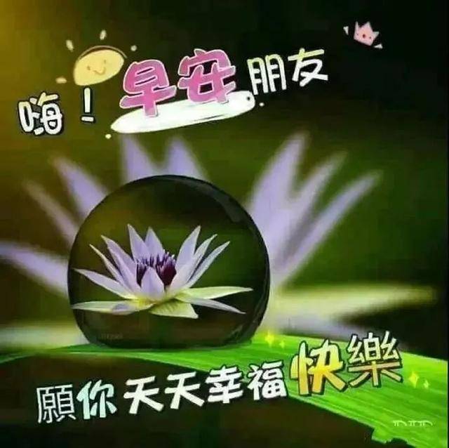 原创清晨问候大家早上好的漂亮鲜花图片早上好温馨祝福语录图片