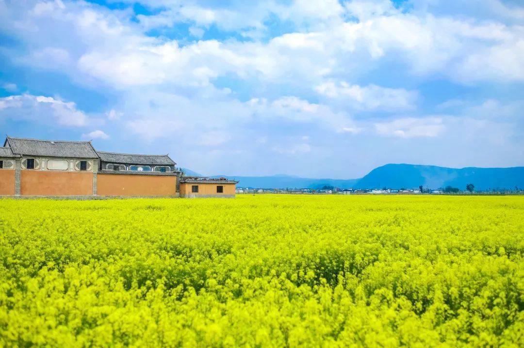 麦田碧绿 油菜花点缀在田野间,为大理的春天带来了无限生机.