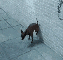 搞笑gif:失恋了,再也没有人帮我搬水上楼了