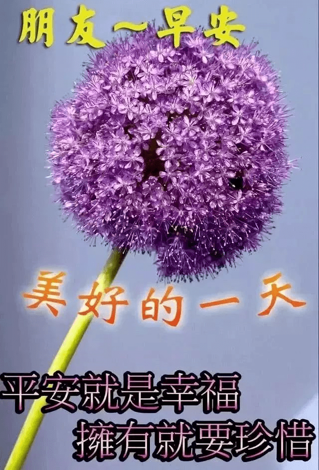 原创早上好问候语图片新的一天早上好祝福图片表情带鲜花