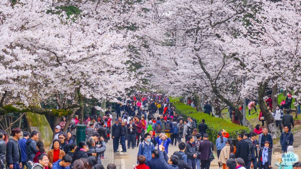 原创错过了一年的武大樱花今年已经开放预约名额有限记得提前预约