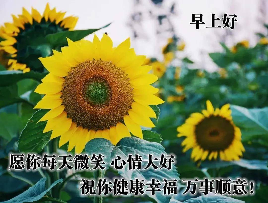 原创早上好问候语图片表情大全早晨好阳光祝福句子