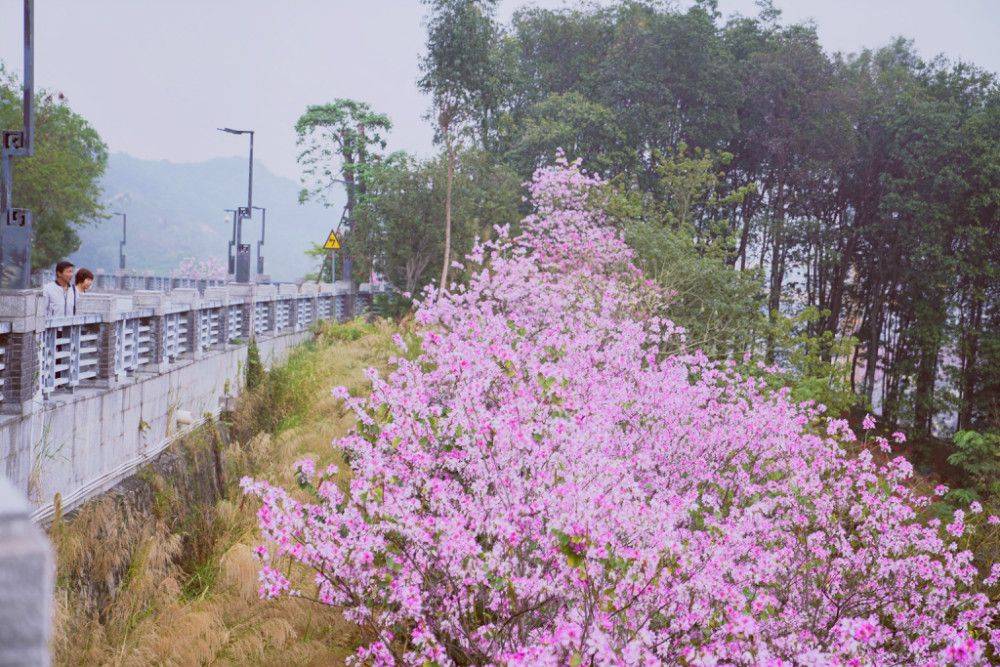 广州周边赏花地,隐藏在城中的花海,小众免费好去处