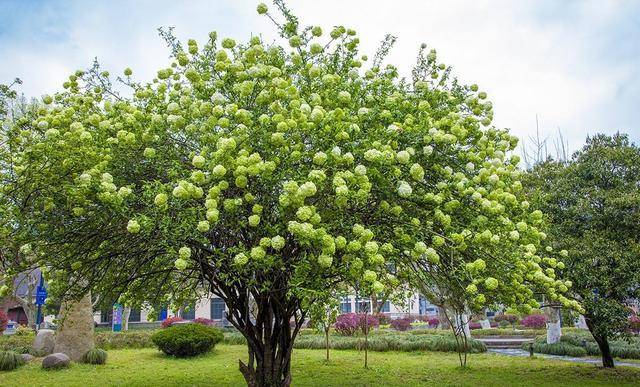 夏天是绣球的季节有一个品种能长在树上名叫木绣球很素雅