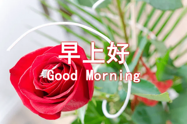 原创早安动态清晨祝福图片问候朋友早上好温馨祝福语录