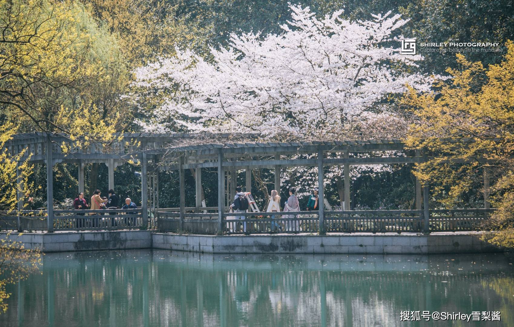 原创杭州私家春游攻略:西湖这几处小众赏花地别错过,人少景美还免费