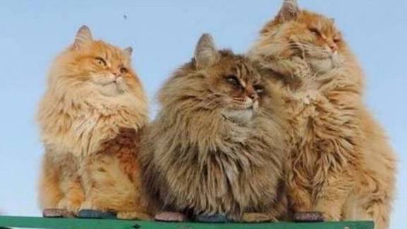 世界上最霸气的猫,连雪橇都拉得动,是一种十分古老的工作猫
