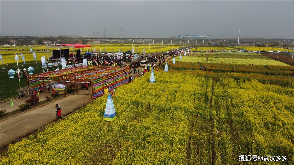 到江夏五里界看多彩油菜花