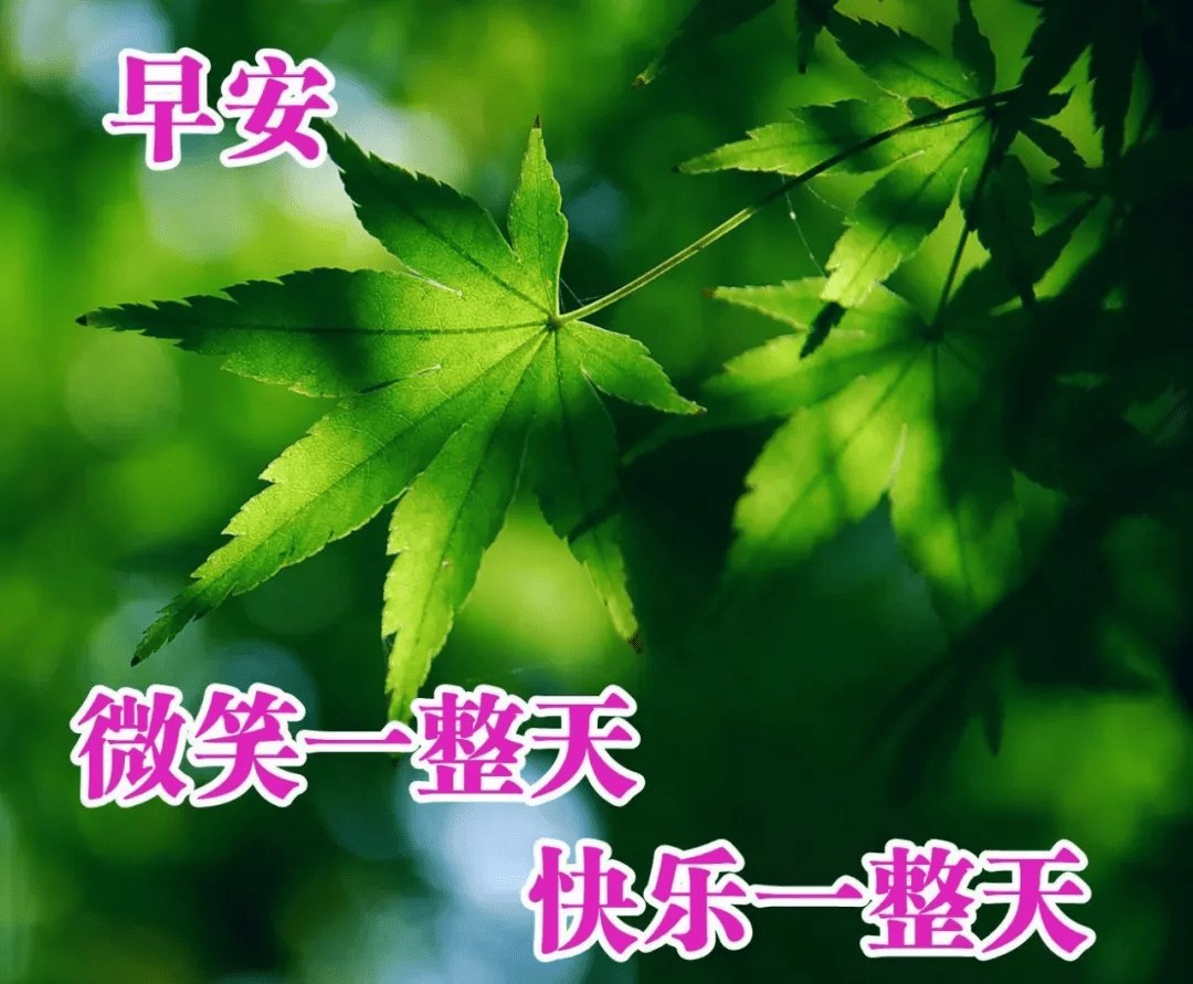 原创新版鲜花早上好表情动图 新版清晨群发早安祝福短语