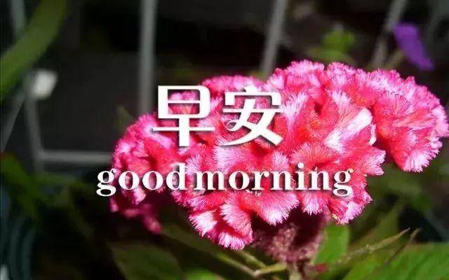 超级唯美的早安图片带字,漂亮好看的鲜花早上好问候语