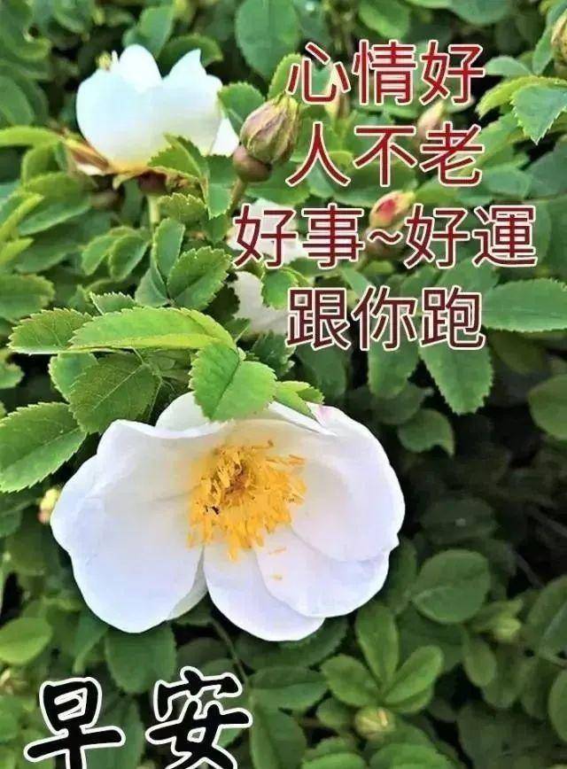 早上好的祝福朋友安好图片表情 早安阳光正能量鼓励语录说说