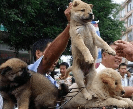 1,花舌头的狗