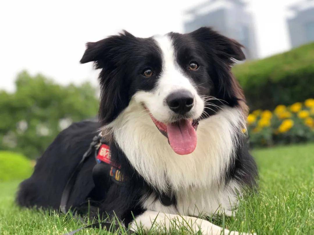 边牧明明智商排第一,为什么却当不了警犬?