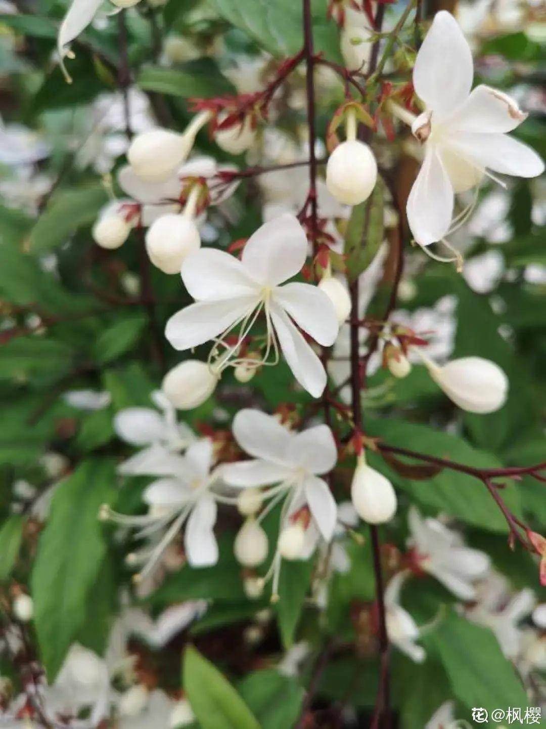 原创仙气飘飘的垂丝茉莉能长4米高开花像瀑布一样