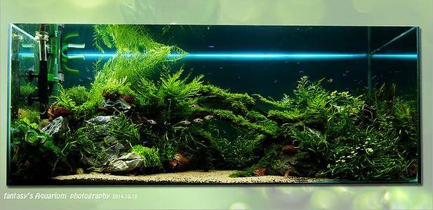 玩水草缸的杂谈_造景