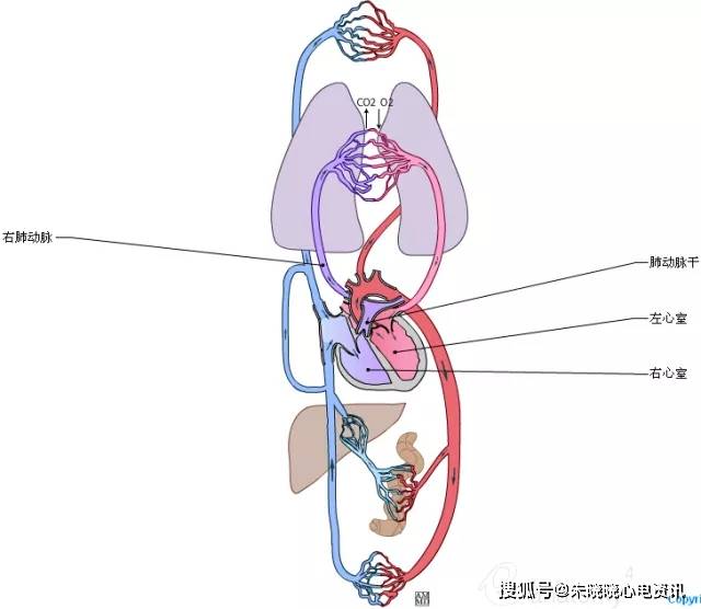 50张高清心脏解剖图谱,太赞了