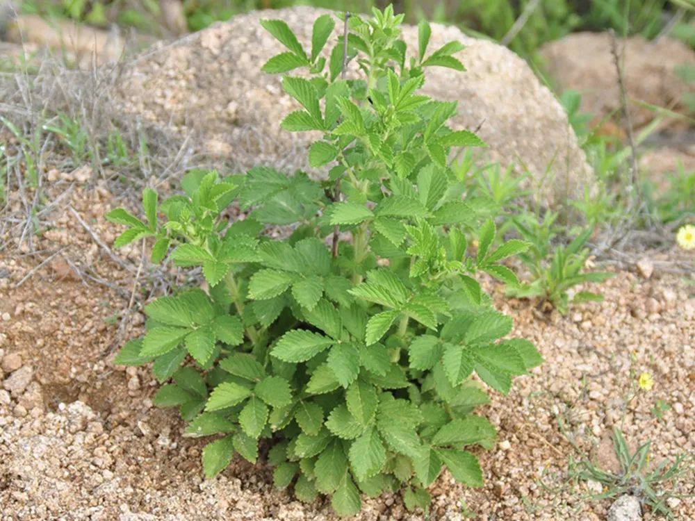 浑身是刺却是民间极品野菜维c是菠菜5倍春季可别错过了