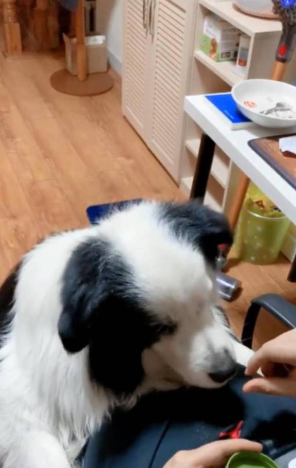 主人拿空气逗边境牧羊犬边牧你在搞笑吗当我是哈士奇吗
