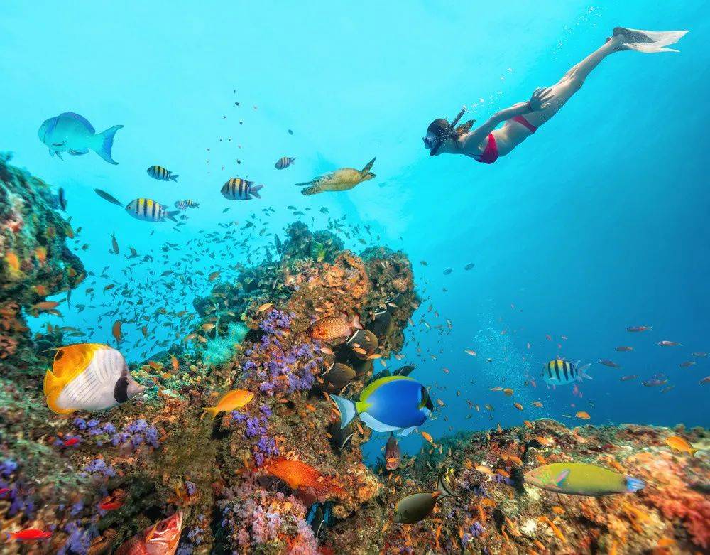 珊瑚和珊瑚礁中来回穿梭游荡 成为西沙群岛海底世界中的一道靓丽风景